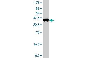 Western Blot detection against Immunogen (37.