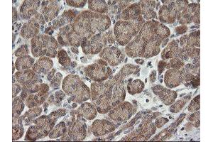 Image no. 5 for anti-Chromosome 2 Open Reading Frame 62 (C2orf62) antibody (ABIN1497053) (C2orf62 anticorps)