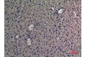 Immunohistochemistry (IHC) analysis of paraffin-embedded Mouse Liver, antibody was diluted at 1:100.