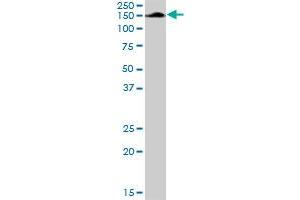 AFF4 MaxPab rabbit polyclonal antibody.