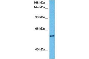 Host:  Mouse  Target Name:  KCNQ2  Sample Tissue:  Mouse Liver  Antibody Dilution:  1ug/ml (KCNQ2 anticorps  (Middle Region))