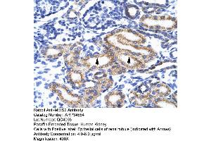 Human kidney (MEIS2 anticorps  (N-Term))