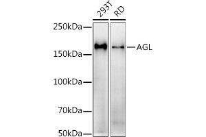 anti-Amylo-alpha-1, 6-Glucosidase, 4-alpha-Glucanotransferase (AGL) antibody