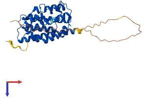 AlphaFold protein structure predicition of Human Recombinant HMOX1 Protein, UniprotID P09601
