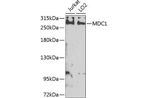 Western blot analysis of extracts of various cell lines, using MDC1 antibody (ABIN6131721, ABIN6143660, ABIN6143662 and ABIN6224387) at 1:1000 dilution.