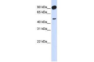 Western Blotting (WB) image for anti-Adducin 2 (Beta) (ADD2) antibody (ABIN2459527)