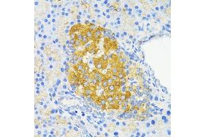 Immunohistochemistry of paraffin-embedded rat islets of langerhans using CCND1 antibody. (Cyclin D1 anticorps  (C-Term))