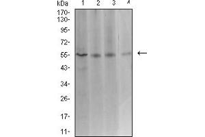 Western blot analysis using ASF1B mouse mAb against Hela (1), COS7 (2), HCT116 (3), and CHO3D10 (4) cell lysate.