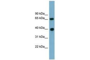 Image no. 1 for anti-Cyclin J (CCNJ) (AA 71-120) antibody (ABIN6744171) (Cyclin J anticorps  (AA 71-120))