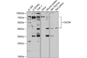 Western blot analysis of extracts of various cell lines, using CXCR4 antibody (ABIN6131543, ABIN6139284, ABIN6139286 and ABIN6217755) at 1:1000 dilution. (CXCR4 anticorps  (AA 1-42))