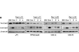 Nam decreases MM cell viability and induces their apoptosis. (TUBB anticorps  (AA 40-260))