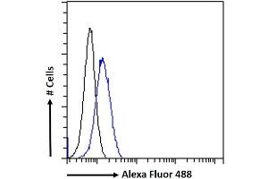 (ABIN190860) Flow cytometric analysis of paraformaldehyde fixed HeLa cells (blue line), permeabilized with 0. (ATAD5 anticorps  (Internal Region))