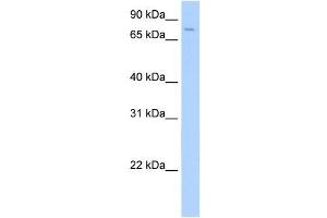 SV2A antibody used at 0. (SV2A anticorps  (Middle Region))