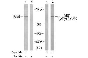 Image no. 1 for anti-Met Proto-Oncogene (MET) (Tyr1234) antibody (ABIN197461) (c-MET anticorps  (Tyr1234))