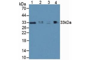 Western blot analysis of (1) Human Lung Tissue, (2) Human Hepg2 Cells, (3) Human 293T Cells and (4) Porcine Lymph Node Tissue. (TIM3 anticorps  (AA 22-202))
