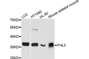 Western blot analysis of extract of various cells, using FHL3 antibody.