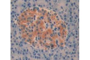 Used in DAB staining on fromalin fixed paraffin- embedded pancreas tissue (AOAH anticorps  (AA 24-300))