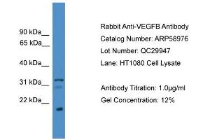 WB Suggested Anti-VEGFB  Antibody Titration: 0. (VEGFB anticorps  (C-Term))