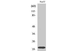 Western Blotting (WB) image for anti-Ras Homolog Gene Family, Member A (RHOA) (Ser155) antibody (ABIN3186754) (RHOA anticorps  (Ser155))