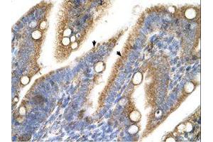 Image no. 1 for anti-Transient Receptor Potential Cation Channel, Subfamily M, Member 5 (TRPM5) (AA 247-296) antibody (ABIN324381)