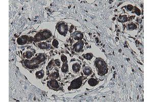 Image no. 11 for anti-Mitochondrial Intermediate Peptidase (MIPEP) (AA 174-516) antibody (ABIN1491015)