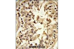 Formalin-fixed and paraffin-embedded human testis tissue reacted with CDC42EP3 Antibody (N-term), which was peroxidase-conjugated to the secondary antibody, followed by DAB staining.