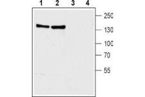 Western blot analysis of rat (lanes 1 and 3) and mouse (lanes 2 and 4) brain membranes: - 1,2. (SLC8A1 anticorps  (3rd Intracellular Loop))