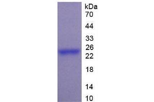 SDS-PAGE of Protein Standard from the Kit (Highly purified E.