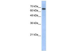 Western Blotting (WB) image for anti-rho GTPase Activating Protein 28 (ARHGAP28) antibody (ABIN2459688) (ARHGAP28 anticorps)