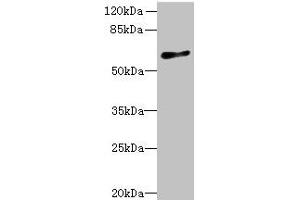 Western blot All lanes: GPR75 antibody at 8 μg/mL + HT29 whole cell lysate Secondary Goat polyclonal to rabbit IgG at 1/10000 dilution Predicted band size: 59 kDa Observed band size: 59 kDa (GPR75 anticorps  (AA 372-540))