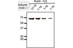 anti-Ty1 Tag antibody