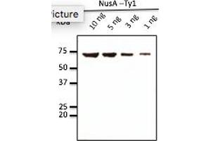 Western Blotting (WB) image for anti-Ty1 Tag antibody (ABIN7272974) (Ty1 Tag anticorps)