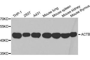 Western blot analysis of extracts of various cell lines, using β-actin antibody. (beta Actin anticorps  (AA 1-375))