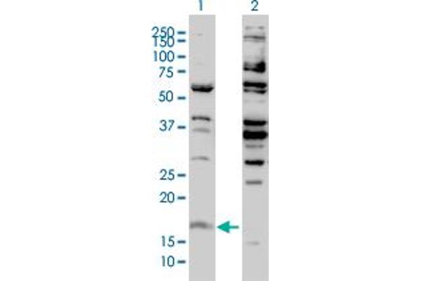 Histone H3.3 anticorps  (AA 1-137)
