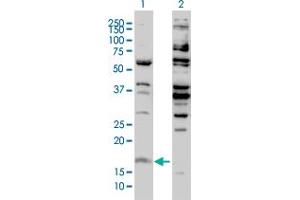 Western Blotting (WB) image for anti-Histone H3.3 (AA 1-137) antibody (ABIN1498570)