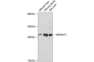 Western blot analysis of extracts of various cell lines using NMNAT1 Polyclonal Antibody at dilution of 1:1000. (NMNAT1 anticorps)