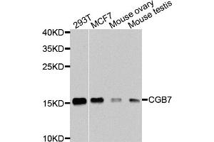 Western blot analysis of extracts of various cell lines, using CGB7 antibody. (CGB7 anticorps)