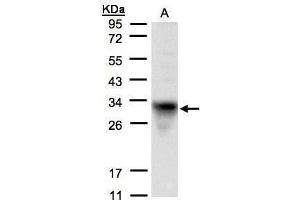 WB Image Sample(30 μg of whole cell lysate) A:H1299 12% SDS PAGE antibody diluted at 1:1500 (Cytochrome C1 anticorps)