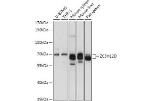 Western blot analysis of extracts of various cell lines, using ZC3H12D antibody (ABIN7271448) at 1:1000 dilution.