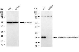 Western blotting analysis using Glutathione peroxidase 1 antibody (ABIN7798752). (Recombinant Glutathione Peroxidase 1 anticorps)