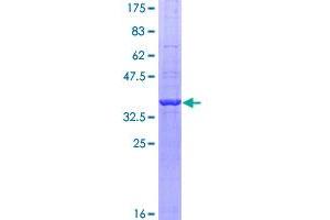 Image no. 1 for Glyceraldehyde-3-Phosphate Dehydrogenase (GAPDH) (AA 226-335) protein (GST tag) (ABIN1354791)