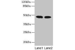 Western blot All lanes: ACADL antibody at 8 μg/mL Lane 1: Mouse kidney tissue Lane 2: Mouse heart tissue Secondary Goat polyclonal to rabbit IgG at 1/10000 dilution Predicted band size: 48 kDa Observed band size: 48 kDa