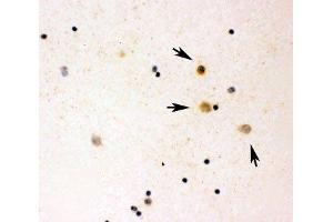 ICC testing of IL16 antibody and human cord blood (IL16 anticorps  (AA 1212-1332))