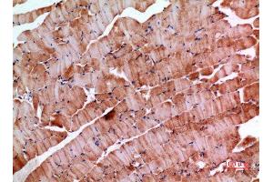 Immunohistochemistry (IHC) analysis of paraffin-embedded Mouse Muscle, antibody was diluted at 1:100.