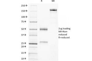 SDS-PAGE Analysis Purified Ku Mouse Monoclonal Antibody (KU729). (XRCC6/XRCC5 anticorps)