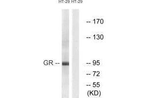 Western blot analysis of extracts from HeLa cells treated with PMA (125 ng/mL, 30 min), using GR (Ab-211) antibody.
