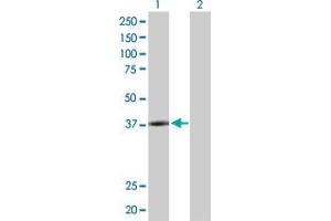 Western Blot analysis of PLA2G15 expression in transfected 293T cell line by PLA2G15 MaxPab polyclonal antibody. (PLA2G15 anticorps  (AA 1-412))