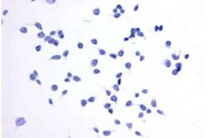 Image no. 2 for anti-Prostaglandin E Receptor 4 (Subtype EP4) (PTGER4) (Extracellular Domain) antibody (ABIN1049257)