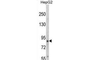 Western Blotting (WB) image for anti-Neurotrophic Tyrosine Kinase, Receptor, Type 1 (NTRK1) (pTyr791) antibody (ABIN3003427) (TRKA anticorps  (pTyr791))