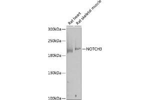 Western blot analysis of extracts of various cell lines, using NOTCH3 antibody (ABIN1681077, ABIN3015390, ABIN3015391 and ABIN6214032) at 1:1000 dilution. (NOTCH3 anticorps  (AA 751-850))
